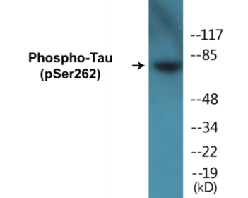 Western blot analysis of extracts from HeLa cells, using Tau (Phospho-Ser262) Antibody.