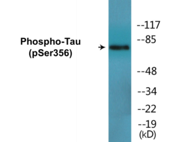 Western blot analysis of extracts from 293 cells treated with serum 10% 15', using Tau (Phospho-Ser356) Antibody.