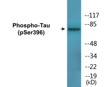 Western blot analysis of extracts from HeLa cells, using Tau (Phospho-Ser396) Antibody.