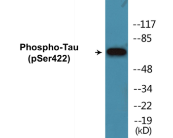 Western blot analysis of extracts from mouse brain, using Tau (Phospho-Ser422) Antibody.