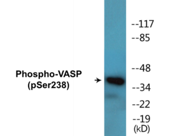 Western blot analysis of extracts from RAW264.7 cells, using VASP (Phospho-Ser238) Antibody.