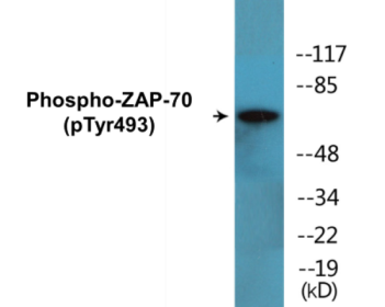 Western blot analysis of extracts from Jurkat cells, using ZAP-70 (Phospho-Tyr493) Antibody.