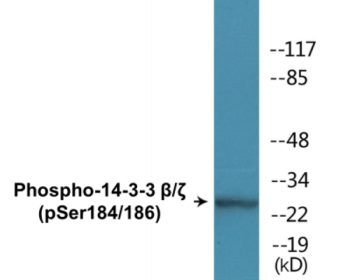 Western blot analysis of extracts from RAW264.7 cells treated with UV 15', using 14-3-3 beta/zeta (Phospho-Ser184/186) Antibody.
