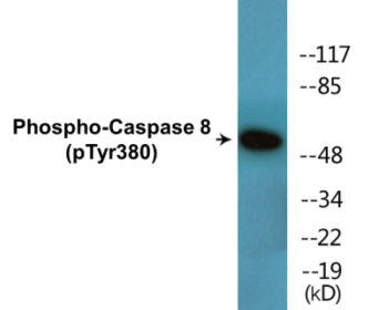 Western blot analysis of extracts from LOVO cells treated with UV 15', using Caspase 8 (Phospho-Tyr380) Antibody.