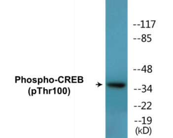 Western blot analysis of extracts from HuvEc cells treated with etoposide 25uM 24H, using CREB (Phospho-Thr100) Antibody.