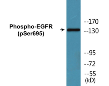 Western blot analysis of extracts from HeLa cells treated with TSA 400nM 24H, using EGFR (Phospho-Ser1026) Antibody.