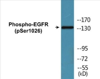 Western blot analysis of extracts from HeLa cells treated with TSA 400nM 24H, using EGFR (Phospho-Ser1026) Antibody.