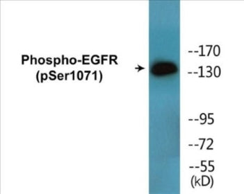 Western blot analysis of extracts from HepG2 cells treated with serum 20% 15', using EGFR (Phospho-Ser1071) Antibody.