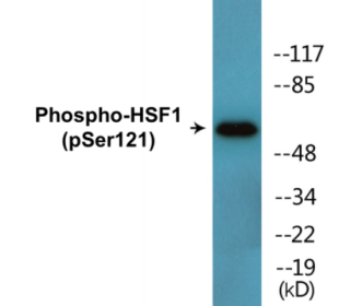 Western blot analysis of extracts from Jurkat cells treated with TNF 2500U/ML 30', using HSF1 (Phospho-Ser121) Antibody.