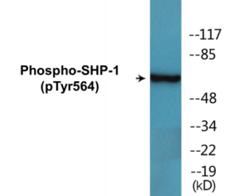 Western blot analysis of extracts from COS7 cells treated with EGF 200ng/ml 30', using SHP-1 (Phospho-Tyr564) Antibody.