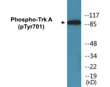 Western blot analysis of extracts from mouse brain, using Trk A (Phospho-Tyr701) Antibody.