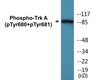 Western blot analysis of extracts from Jurkat cells treated with starved 24h, using Trk A (Phospho-Tyr680+Tyr681) Antibody.