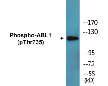 Western blot analysis of extracts from COS7 cells treated with EGF 200ng/ml 30', using ABL1 (Phospho-Thr735) Antibody.