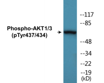 Western blot analysis of extracts from K562 cells treated with insulin 0.01U/ml 15', using AKT1/3 (Phospho-Tyr437/434) Antibody.