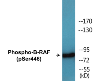 Western blot analysis of extracts from 293 cells treated with EGF 200ng/ml 30', using B-RAF (Phospho-Ser446) Antibody.