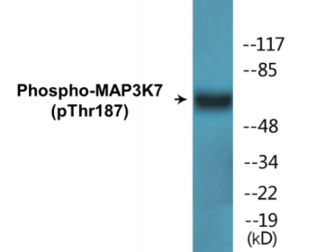 Western blot analysis of extracts from NIH-3T3 cells treated with heat shock, using MAP3K7 (Phospho-Thr187) Antibody.