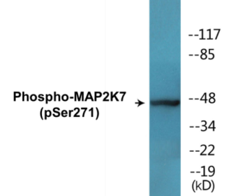 Western blot analysis of extracts from NIH-3T3 cells treated with insulin 0.01U/ml 15' and NIH-3T3 cells treated with EGF 200ng/ml 30', using MAP2K7 (Phospho-Ser271) Antibody.