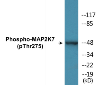 Western blot analysis of extracts from HeLa cells treated with calyculinA 50ng/ml 30', using MAP2K7 (Phospho-Thr275) Antibody.