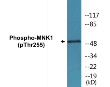 Western blot analysis of extracts from HeLa cells treated with Adriamycin 0.5ug/ml 24h, using MNK1 (Phospho-Thr255) Antibody.