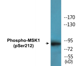 Western blot analysis of extracts from NIH-3T3 cells treated with EGF 200ng/ml 5', using MSK1 (Phospho-Ser212) Antibody.