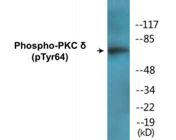 Western blot analysis of extracts from HepG2 cells treated with PMA 125ng/ml 30', using PKCD (Phospho-Tyr64) Antibody.