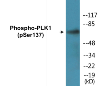 Western blot analysis of extracts from Jurkat cells treated with PMA, using PLK1 (Phospho-Ser137) Antibody.
