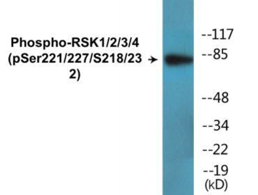 Western blot analysis of extracts from HepG2 cells treated with EGF 200ng/ml 30', using RSK1/2/3/4 (Phospho-Ser221/227/S218/232) Antibody.