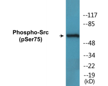 Western blot analysis of extracts from COLO205 cells treated with EGF 200ng/ml 30', using Src (Phospho-Ser75) Antibody.
