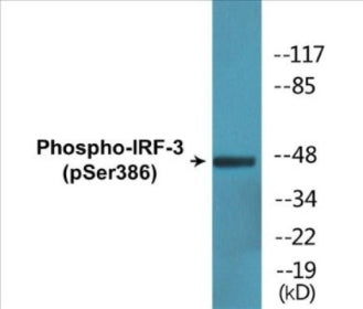 Western blot analysis of extracts from HepG2 cells treated with EGF 200ng/ml 30', using IRF-3 (Phospho-Ser386) Antibody.