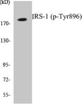 Western blot analysis of extracts from HepG2 cells treated with Na3VO4 0.3mM 40', using IRS-1 (Phospho-Tyr896) Antibody.