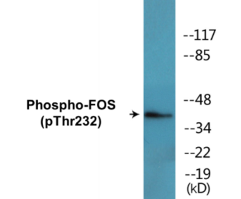 Western blot analysis of extracts from Jurkat cells treated with EGF 200ng/ml 5', using FOS (Phospho-Thr232) Antibody.