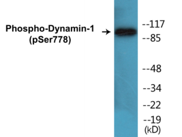 Western blot analysis of extracts from mouse brain, using Dynamin-1 (Phospho-Ser774) Antibody.