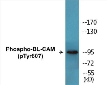 Western blot analysis of extracts from K562 cells treated with Na3VO4 0.3nM 40', using BL-CAM (Phospho-Tyr807) Antibody.