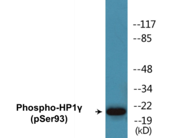 Western blot analysis of extracts from K562 cells treated with forskolin 40nM 30', using HP1 gamma (Phospho-Ser93) Antibody.