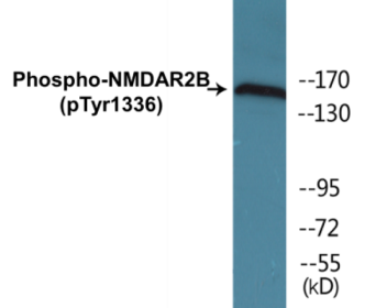 Western blot analysis of extracts from Jurkat cells treated with TNF 20ng/ml 30', using NMDAR2B (Phospho-Tyr1336) Antibody.
