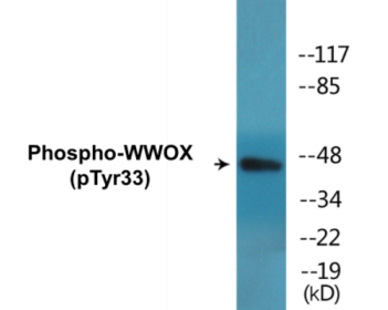 Western blot analysis of extracts from HepG2 cells treated with PMA 125ng/ml 30', using WWOX (Phospho-Tyr33) Antibody.