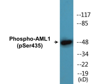 Western blot analysis of extracts from HepG2 cells treated with PMA 125ng/ml 30', using AML1 (Phospho-Ser435) Antibody.