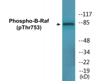 Western blot analysis of extracts from K562 cells treated with EGF 200ng/ml 30', using B-Raf (Phospho-Thr753) Antibody.