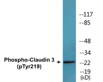 Western blot analysis of extracts from COLO205 cells treated with EGF 200ng/ml 30', using Claudin 3 (Phospho-Tyr219) Antibody.