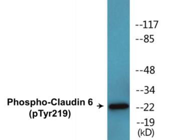 Western blot analysis of extracts from RAW264.7 cells treated with UV 5', using Claudin 6 (Phospho-Tyr219) Antibody.