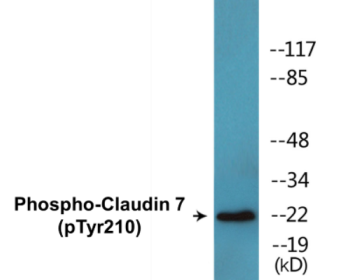 Western blot analysis of extracts from rat liver, using Claudin 7 (Phospho-Tyr210) Antibody.