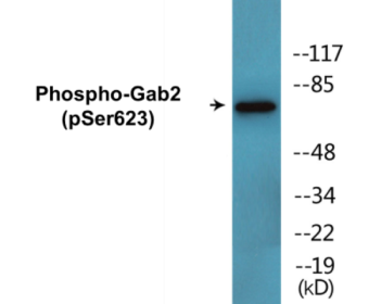 Western blot analysis of extracts from HepG2 cells treated with PMA 125ng/ml 30', using Gab2 (Phospho-Ser623) Antibody.
