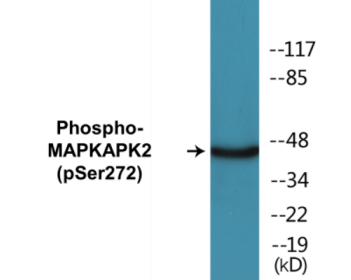 Western blot analysis of extracts from RAW264.7 cells treated with UV 15', using MAPKAPK2 (Phospho-Ser272) Antibody.