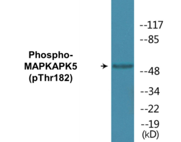 Western blot analysis of extracts from K562 cells treated with Na3VO4 0.3nM 40', using MAPKAPK5 (Phospho-Thr182) Antibody.