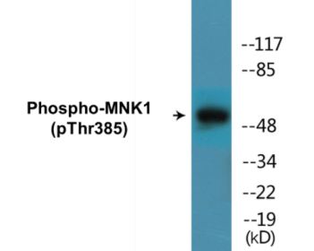 Western blot analysis of extracts from COLO205 cells treated with PMA 125ng/ml 30', using Mnk1 (Phospho-Thr385) Antibody.
