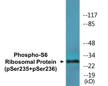 Western blot analysis of extracts from 293 cells treated with serum 10% 15', using S6 Ribosomal Protein (Phospho-Ser235) Antibody.