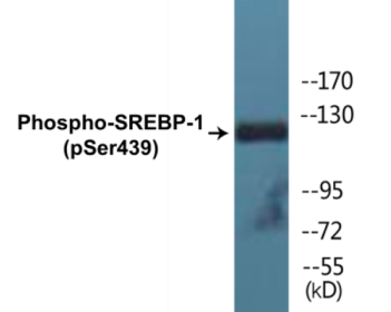Western blot analysis of extracts from Jurkat cells treated with TNF 20ng/ml 30', using SREBP-1 (Phospho-Ser439) Antibody.