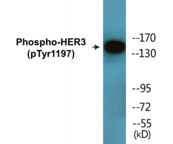 Western blot analysis of extracts from HepG2 cells , using HER3 (Phospho-Tyr1197) Antibody.