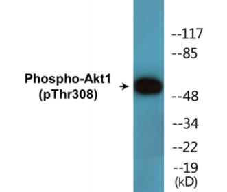 Western blot analysis of extracts from Jurkat cells treated with EGF 200ng/ml 5', using AKT1 (Phospho-Thr308) Antibody.