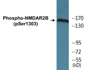 Western blot analysis of extracts from Jurkat cells treated with TNF 20ng/ml 30', using NMDAR2B (Phospho-Tyr1336) Antibody.